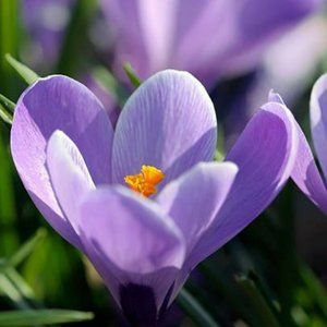 Meet your Posher, Doreen